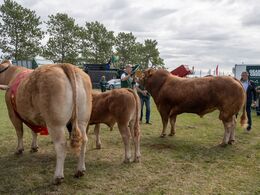 51 – Bedste limousinedyr skal findes. Er det hundyret eller handyret ?