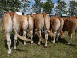 2 2 – Kvier 27 - 30 mdr. Fløjvinder (tv) Sundsig Unika P fra Sundsig Limousine, Janderup