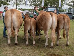 49 – De t allerbedste limousine hundyr – på tværs af aldersgrupper – skal findes