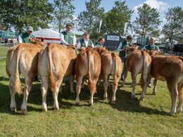 1 2 – Kvier 8 - 10 mdr. Fløjvinder (tv) Engtoftegård Victoria fra Anders Lange, Mørke