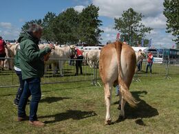 30 – Køer 3 - 5 år u. kalv. Kun eet dyr i holdet. Karensminde Smukke, fra Søren Hedegaard Jensen, Ansager