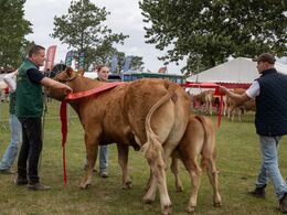43 – Bedste ko under tre år blev Kloster Tricolore fra Kloster Limousine, Langå – bånd forsøges monteret