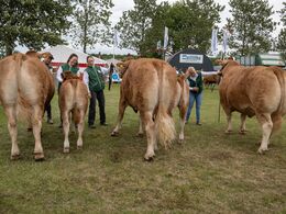  2 8 – Køer over 5 år m . kalv. De første fire . Fløjvinder (tv) Bøgely Ronja fra Bøgely Limousine, Brørup