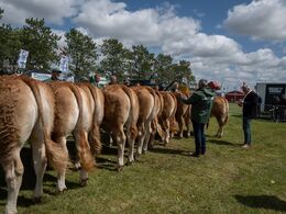 1 7 – Kvier 18 - 21 mdr. Et stort hold med 11 kvier