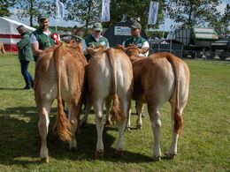 1 3 – Kvier 10 - 12 mdr. Fløjvinder (tv) Thomsen Vanilje P fra Thomsen Limousine, Erslev