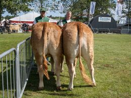 1 6 – Kvier 16 - 18 mdr. Fløjvinder (tv) Stenbjerg Vilja P fra Stenbjerg Limousine, Østbirk