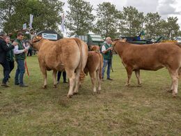 45-Bedste ko mellem tre og fem år skal findes