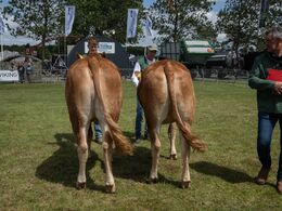 21-Kvier 24 - 27 mdr. Fløjvinder (tv) Krogens Unique P fra Østergaard Limousine, Dy bvad