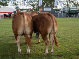 05-Tyre 14 - 16 mdr. Fløjvinder (tv) Skovlund Varin P fra Skovlund Limousine , Toftlund