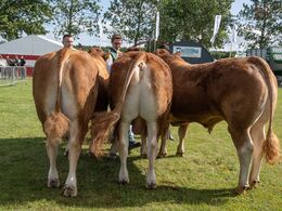 06-Tyre 18 - 21 mdr. Fløjvinder (tv) Hodde Ulys fra Svend Aage Kjeldstrøm, Bevtoft