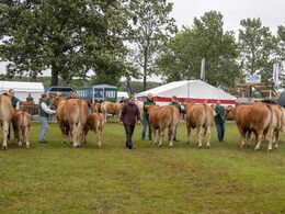 35-Lørdagens mønstring for juniorer havde mange limousinedeltagere – desværre fik ingen af dem præmier