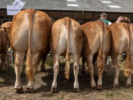 23-Afkomsfremstilling – afkom efter Mamouth