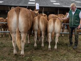 19-Afkomsfremstilling – afkom efter Jipsy (fik tredjepladsen)