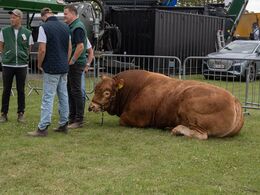 11-Man kan som vindertyr også blive helt ualmindeligt træt af en masse ventetid