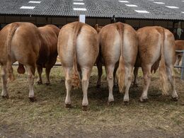 26-Regions konkurrence - Syd 