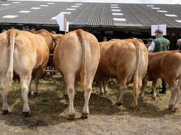 18-Afkomsfremstilling – afkom efter Bresil