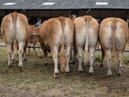 28-Regions konkurrence - Midt