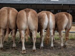 29-Regions konkurrence - Øerne