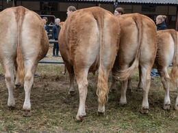 30-Regions konkurrence - Nord