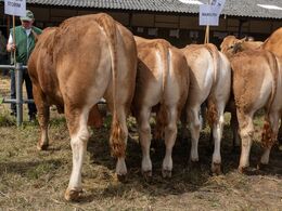 26 – Afkomsfremstilling – afkom efter Sun dsig Storm (to afkomsgrupper blev desværre ikke fotograferet – Lancelot og Loustic)