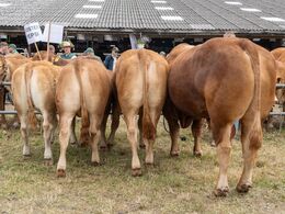 20-Afkomsfremstilling – afkom efter Kloster Pepsi