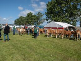 02-Bedømmelsen har typisk fire trin