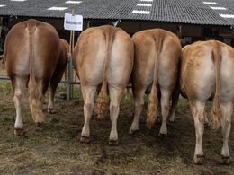 22-Afkomsfrems tilling – afkom efter Magnum (fik førstepladsen)