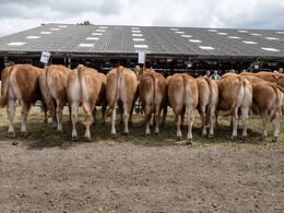 24-Afkomsfremstilling – afkom efter Mercure (fik andenpladsen)