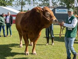 10-Selv med rigtig ring i næsen kan man godt være ” på tværs ”