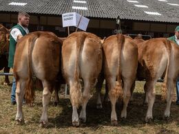 25-Afkomsfremstilling – afkom efter Skovlund Razadit