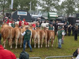 13-Interbreed for besætningsgrupper var en stor begivenhed – Skovlund Limousine deltog og vandt – i galleriet med vinderdyr ses billeder af de tre bedste limousinebesætningsgrupper