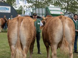 25 - Par - NR2 - fra Bøgely Limousine, v. Tommy Jessing, Brørup