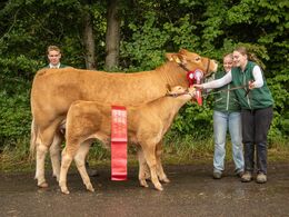 16 – kat1 695 - Kloster Tricolore, Bedste ko under 3 år. Fra Kloster Limousine v. Fam. Kloster, Langå