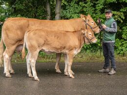 19 – kat 1706 - Ny Toftum Patricia , fra Bøgely Limousine, v. Tommy Jessing, Brørup