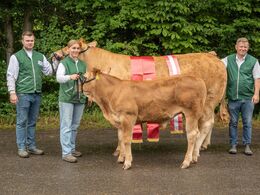 17 – kat 1702 - Birkely Soffi, bedste ko 3 - 5 år, bedste hundyr, beds te limousine og interbreed vinder, fra Grunnet Limousine v. Søren Grunnet, Billund