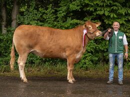 20 – kat 1713 – Karensminde Smukke, fra Søren Hedegaard Jensen, Ansager