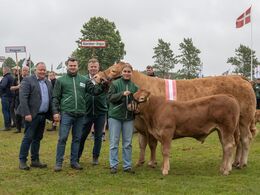 27 - Birkely Soffi, interbreed vinder hundyr , fra Grunnet Limousine v. Sø ren Grunnet, Billund