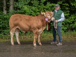 02 – kat16 17 – Østermarkens Vincent , fra Østermarkens Limousine, Bredebro