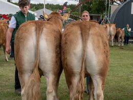 24 - Par - NR1 - Grunnet Limousine v. Søren Grunnet, Billund