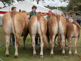 2 3 - B esætningsgruppe - NR3 - fra Grunnet Limousine v. Søren Grunnet, Billund