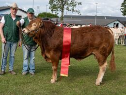 03 – kat16 21 – Skovlund Varin P - bedste yngre tyr f ra Skovlund Limousine, v. Søren Paulsen, Toftlund