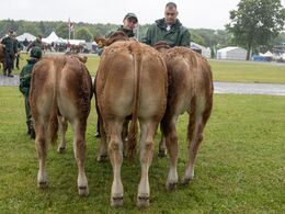 Tyre 5-6 mdr. - kun én tyr i dette hold – tyren til venstre, Krogens Bamson fra Krogens Limousine v. Fam Smidt, Ringe.  Tyre 6-8 mdr. – to tyr i dette hold. Vinder Eg’s Arthur fra Eg’s Limousiner, Nykøbing M 