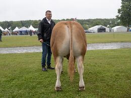 Tyre 14-16 mdr. Holdbillede glippede. Fløjvinder blev Ingersminde Aksel fra Dahl Genetics & Pilegårds Limousine, Sulsted 