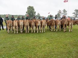 Kviebedømmelsen efter alder. Først kvier 6-8 mdr. Dette er holdet i katalogrækkefølge. Fløjvinder Lynge Adriana (står næstsidst) fra Per Lynge Laursen, Arden