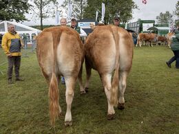 Kvier 27-30 mdr. Fløjvinder (tv) Stenbjerg Vilja P fra Stenbjerg Limousine, Østbirk