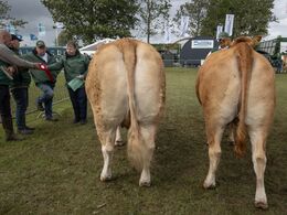 Køer 3-5 år u. kalv. Fløjvinder (tv) Kærsgaards Tulle fra Kærgaard Limousine, Suldrup