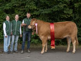 10–kat1713- Stenbjerg Vilja P, bedste ældre kvie, fra Stenbjerg Limousine, Fam. Thaysen, Østbirk