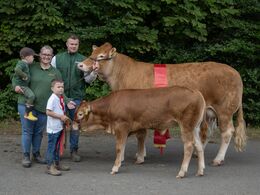 11–kat1716- Krogens Unika, bedste ko u. 3 år, fra Krogens Limousine v. Fam. Smidt, Ferritslev Fyn