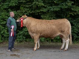 16–kat1736-Kærsgaard Tulle fra Kærsgaard Limousine, v. Jesper Kragelund, Suldrup