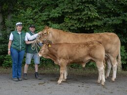 17–kat1738-Randers Safir D or, fra Freddie Christiansen, Randers